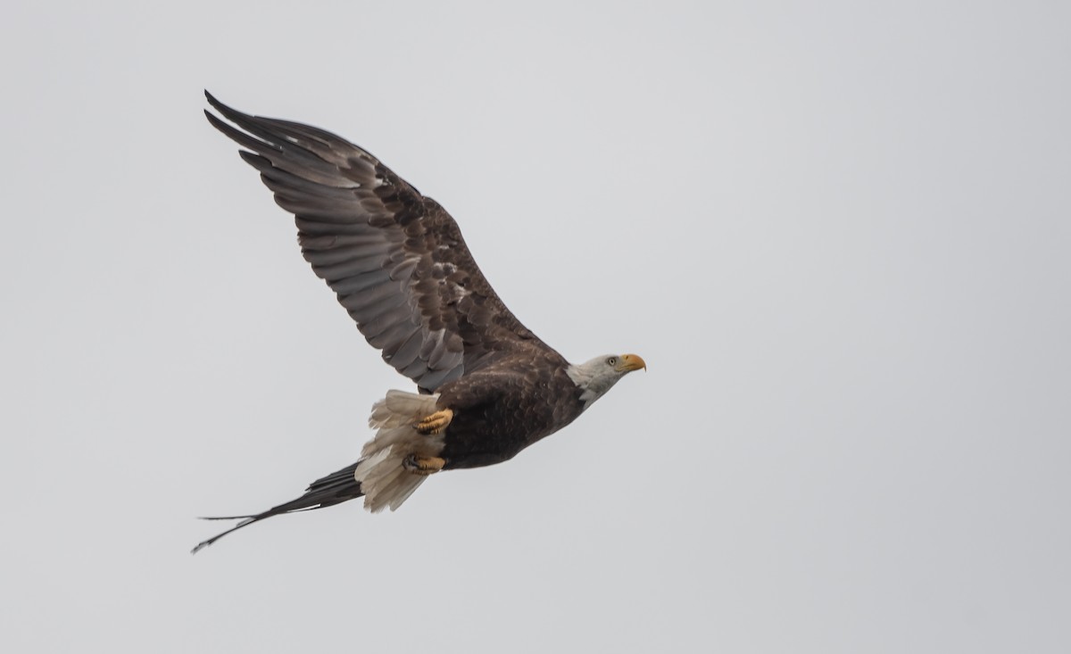 Bald Eagle - ML620774848