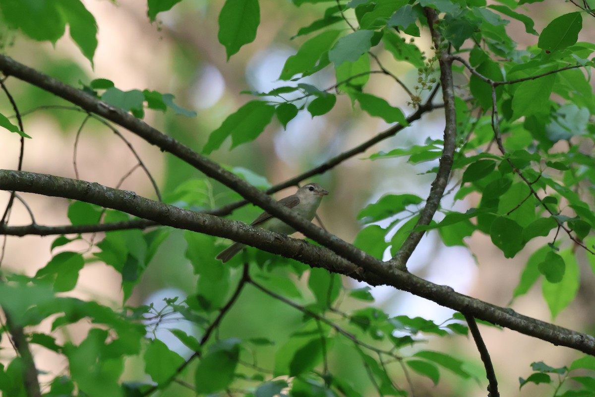 Warbling Vireo - ML620774868