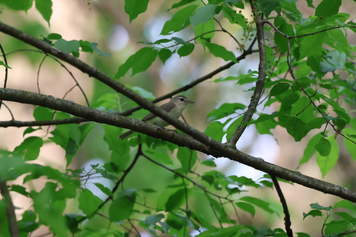 Warbling Vireo - ML620774870