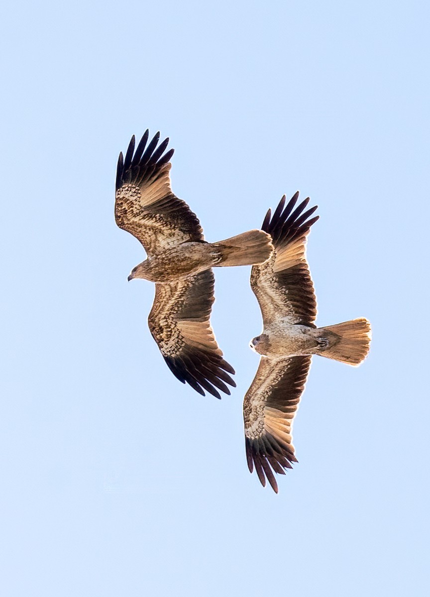 Whistling Kite - ML620774873