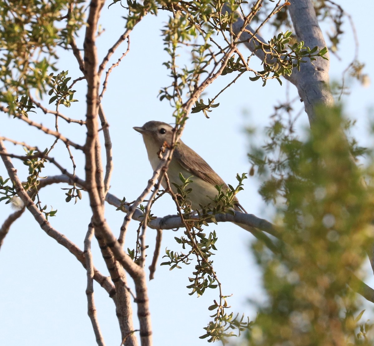 Warbling Vireo - ML620774874