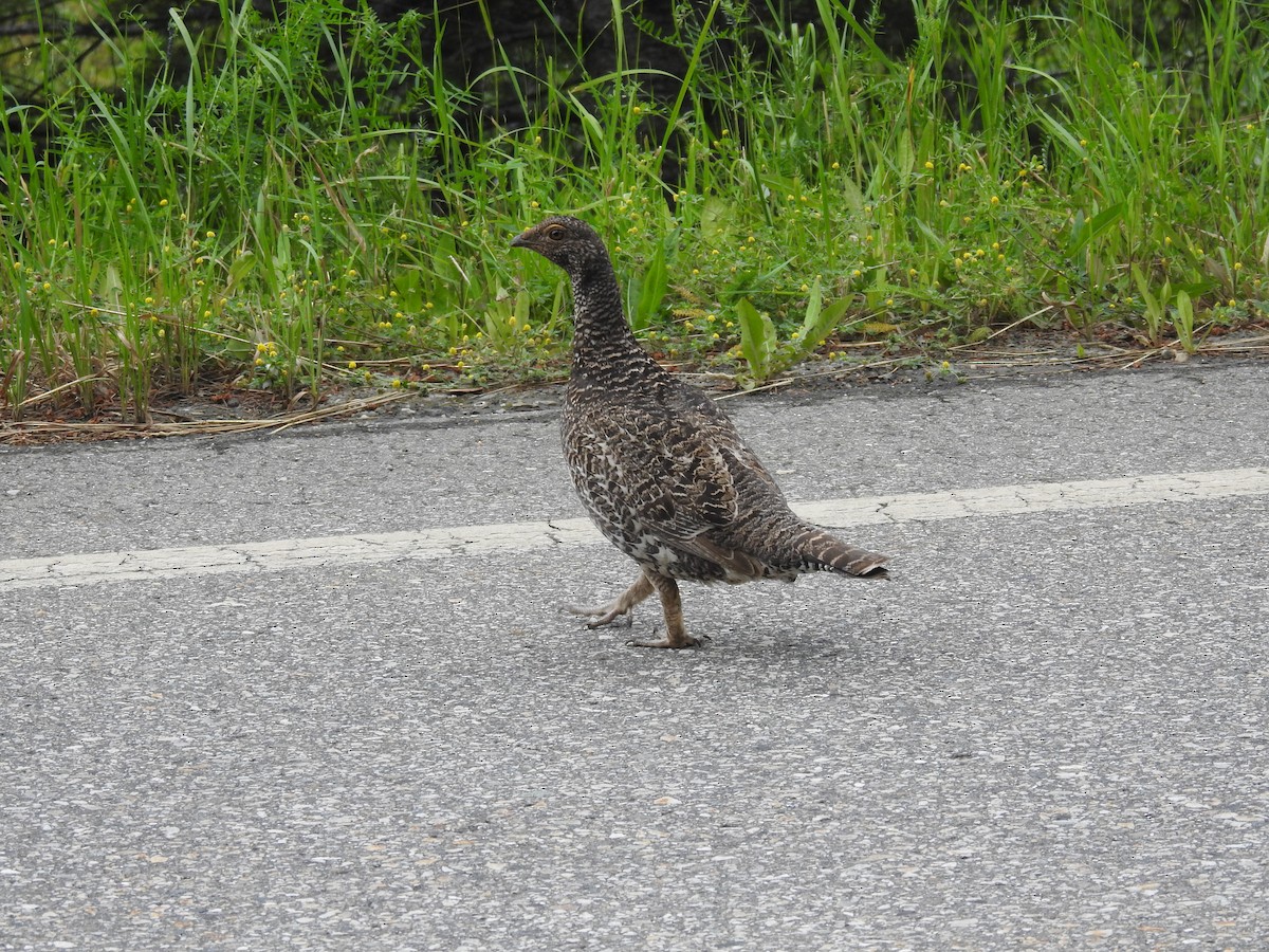 Dusky Grouse - Sachi Snively