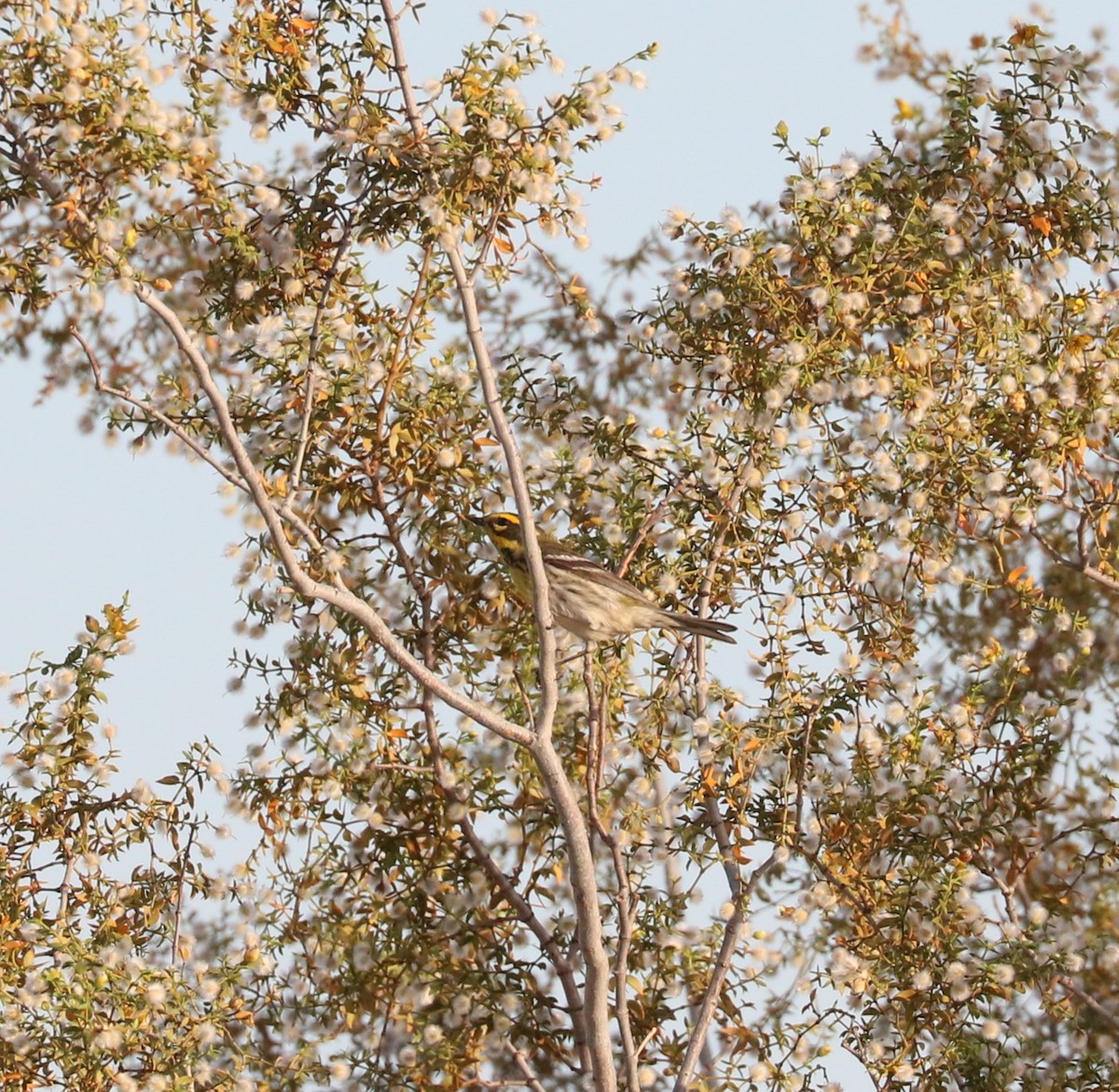 Townsend's Warbler - ML620774883