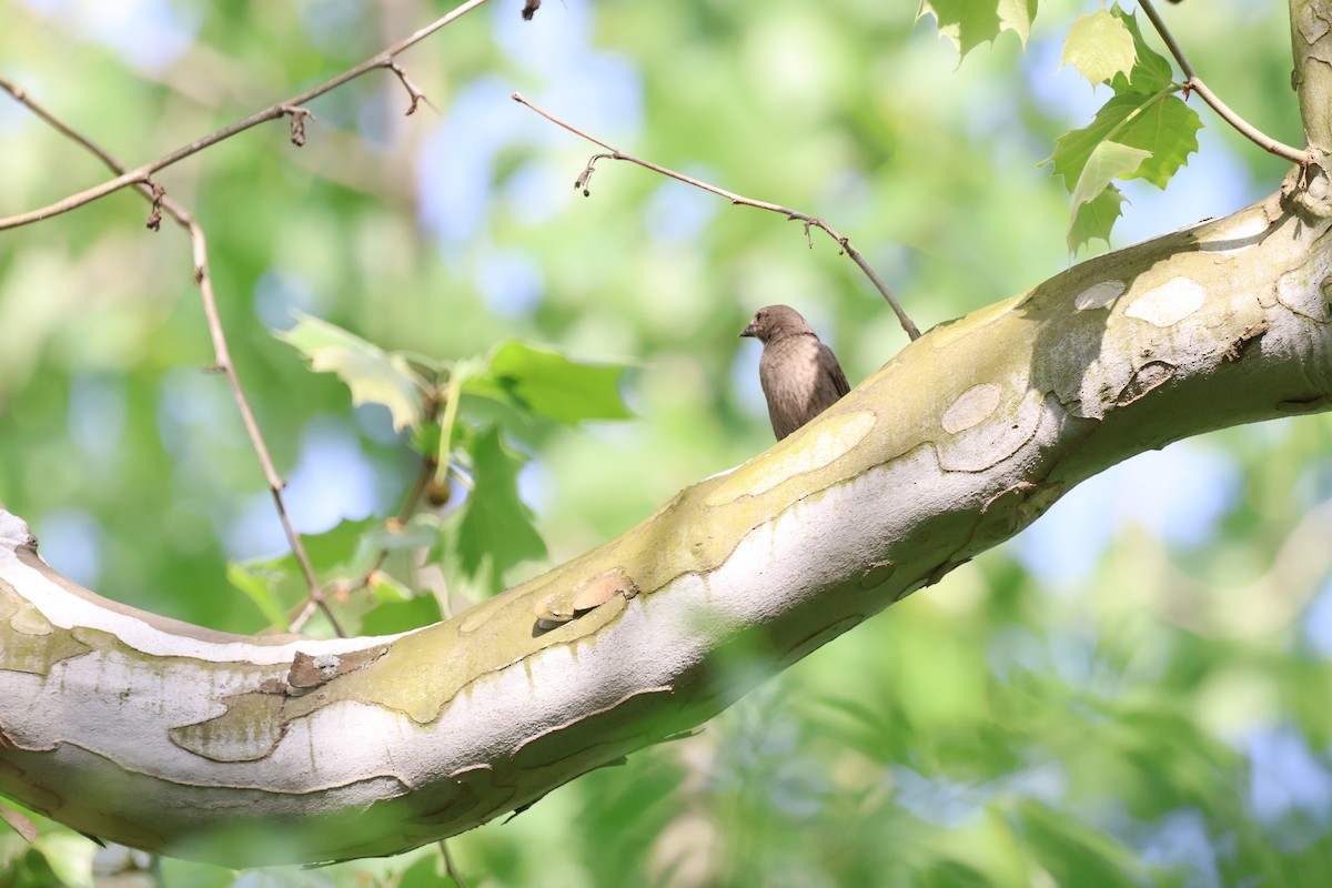 Northern Rough-winged Swallow - ML620774885