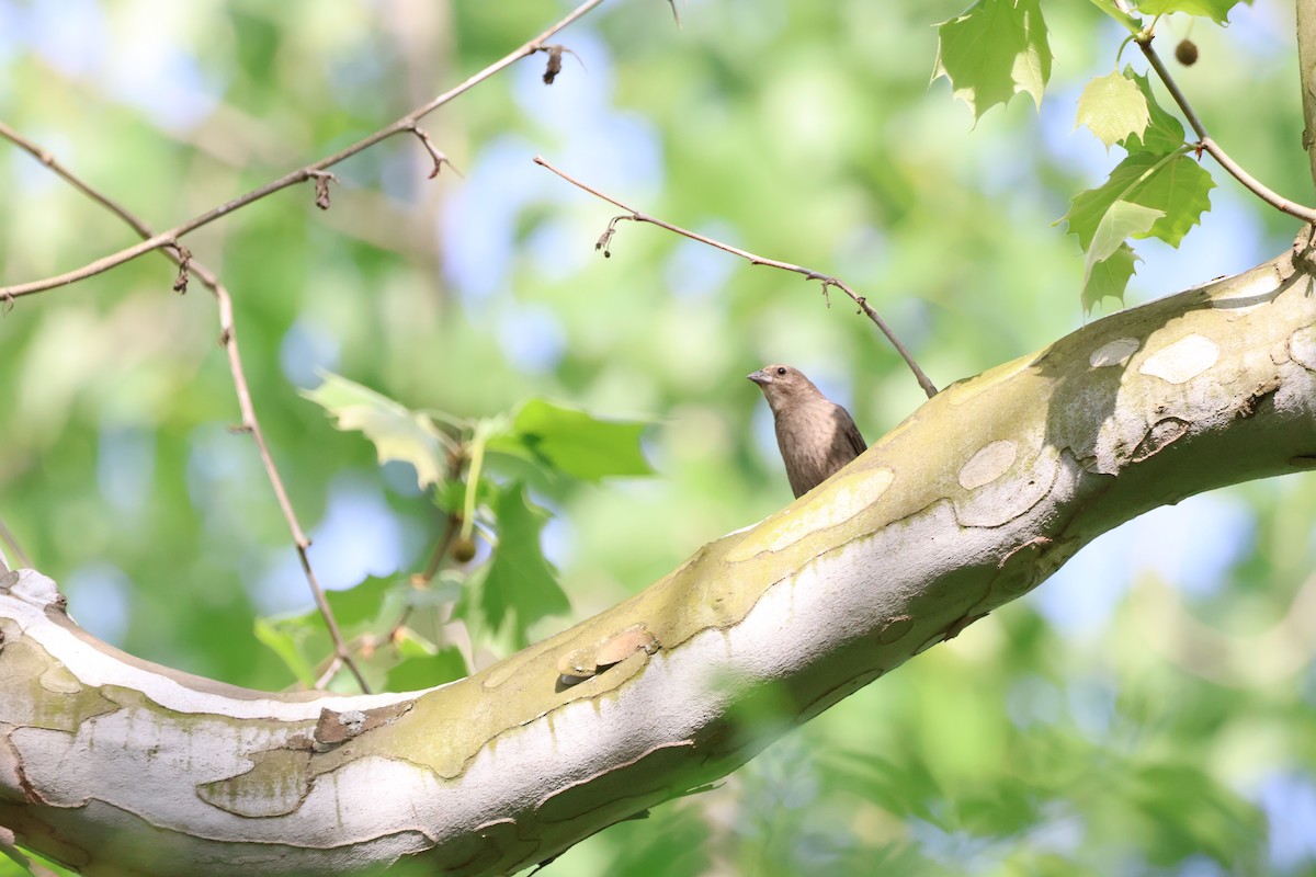 Brown-headed Cowbird - ML620774886