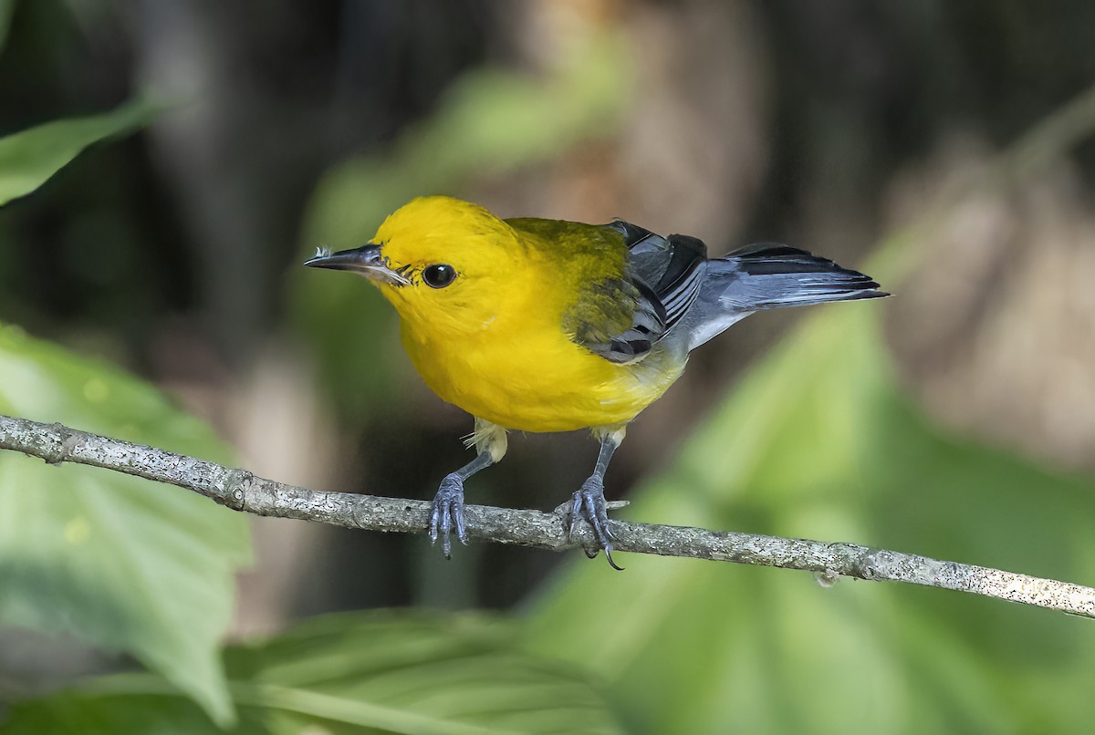 Prothonotary Warbler - ML620774895