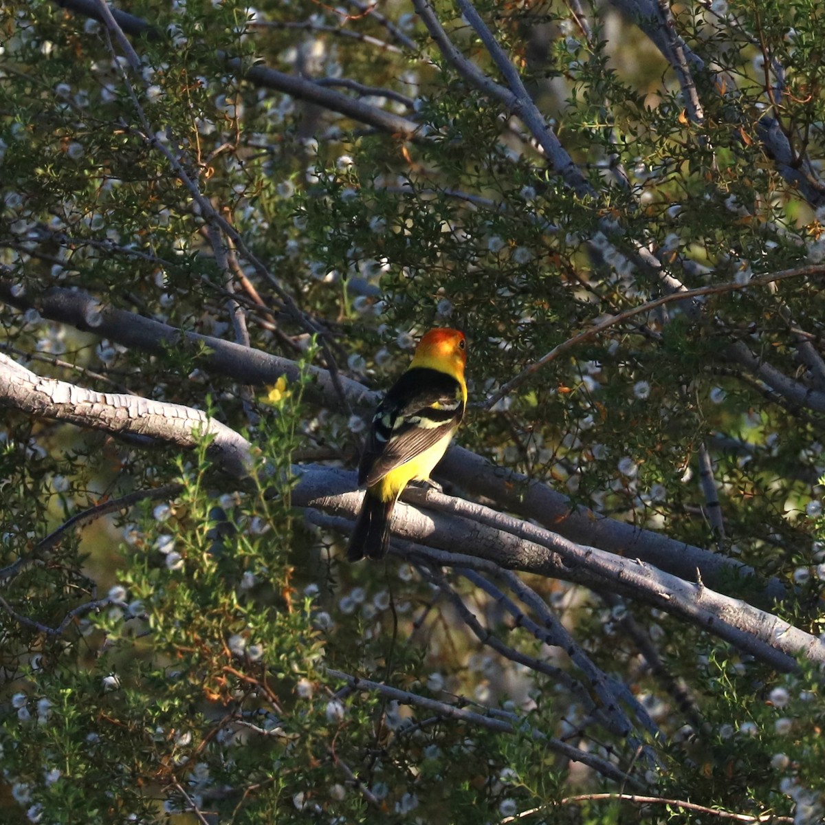 Western Tanager - ML620774896