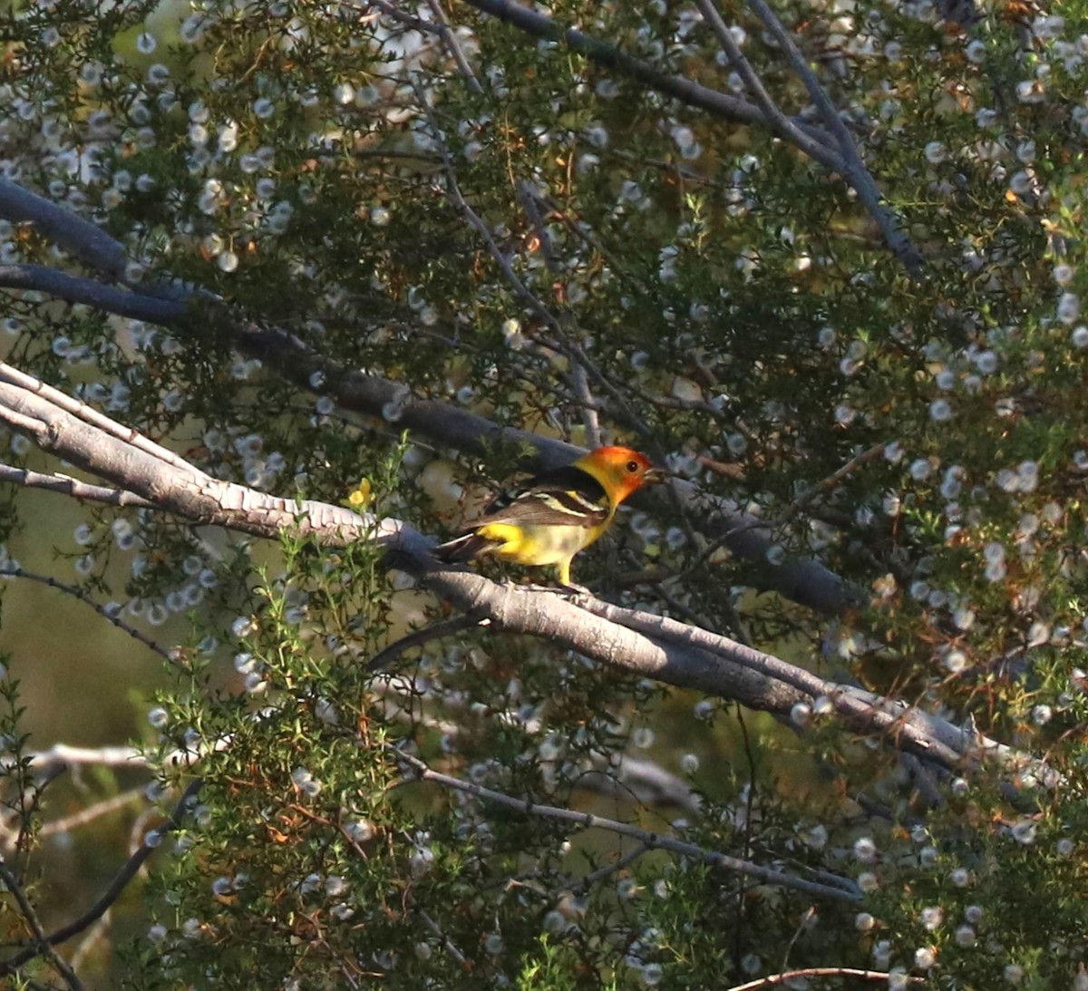 Western Tanager - ML620774897