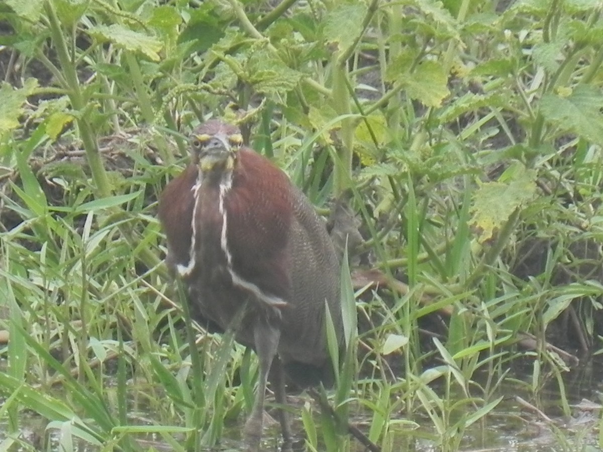 Rufescent Tiger-Heron - ML620774899