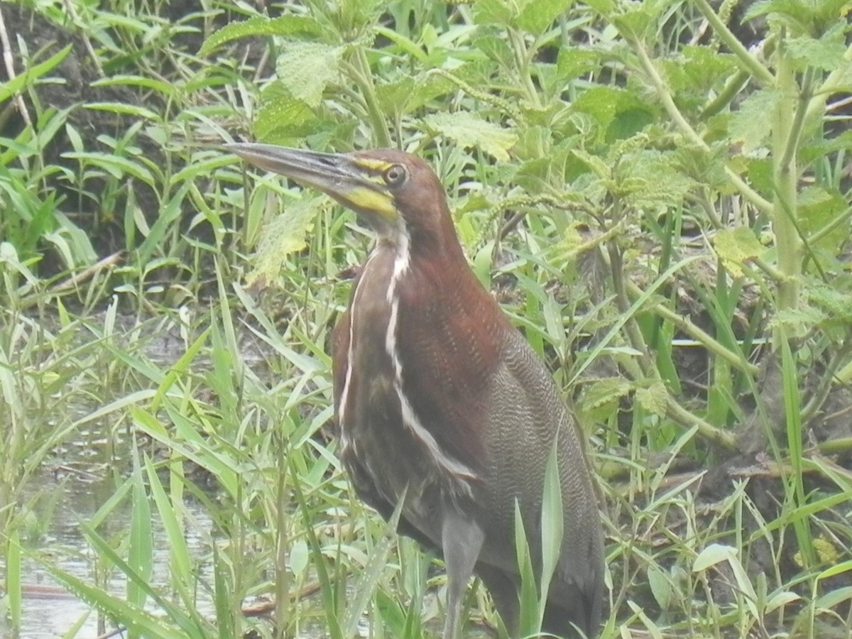 Rufescent Tiger-Heron - ML620774901