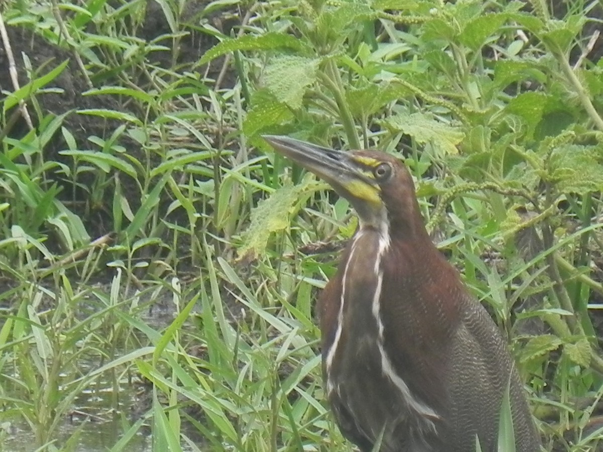 Rufescent Tiger-Heron - ML620774902