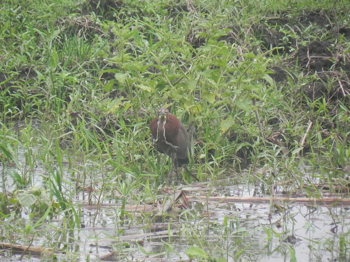 Rufescent Tiger-Heron - ML620774903