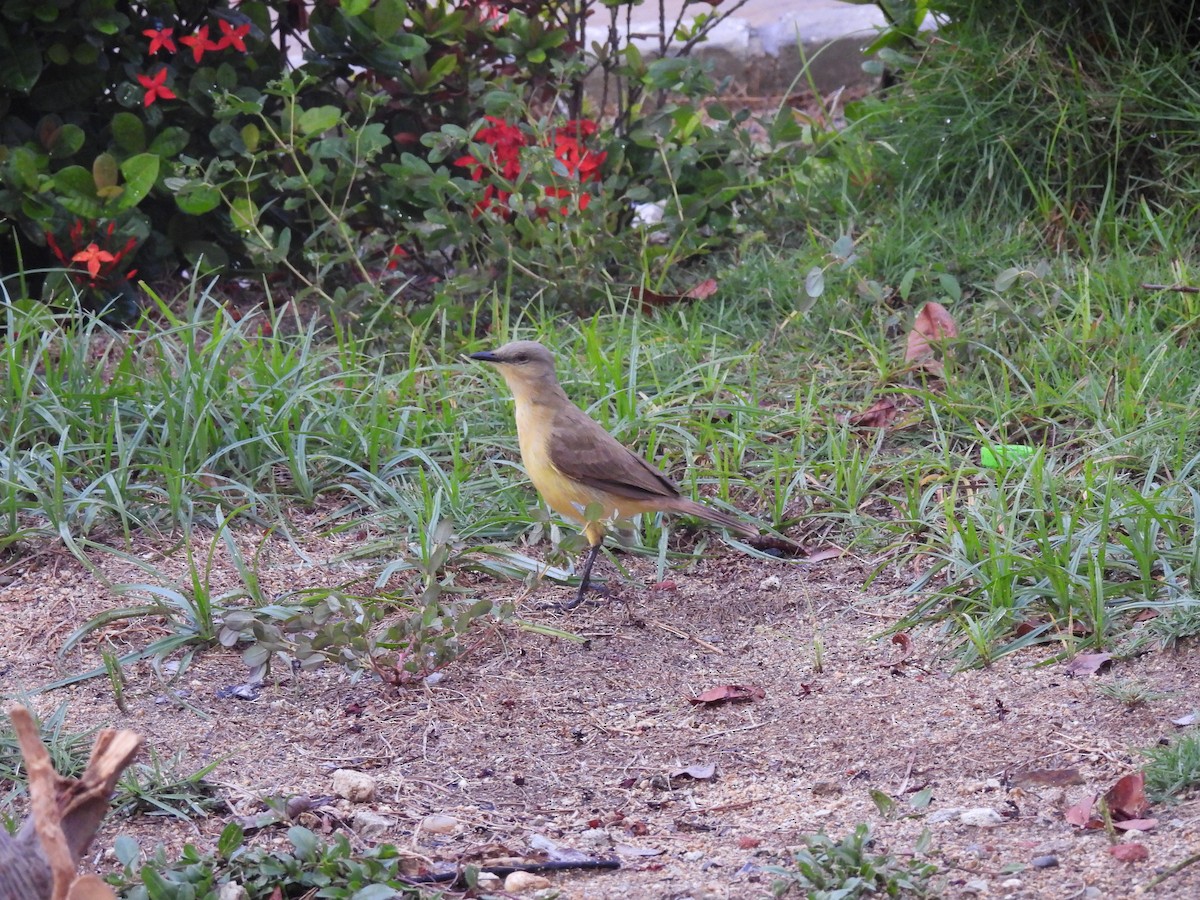 ウシタイランチョウ - ML620774907