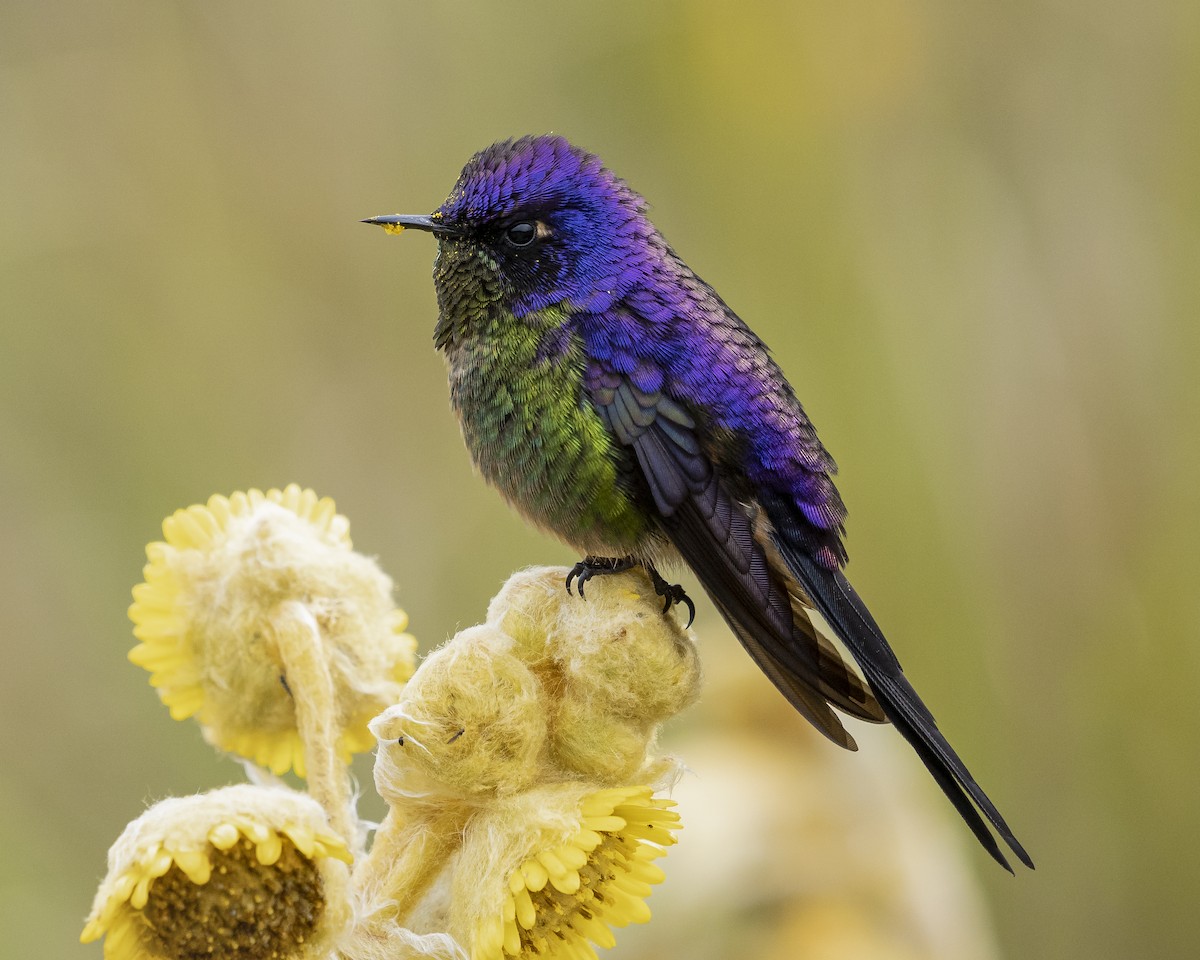 Purple-backed Thornbill - ML620774913