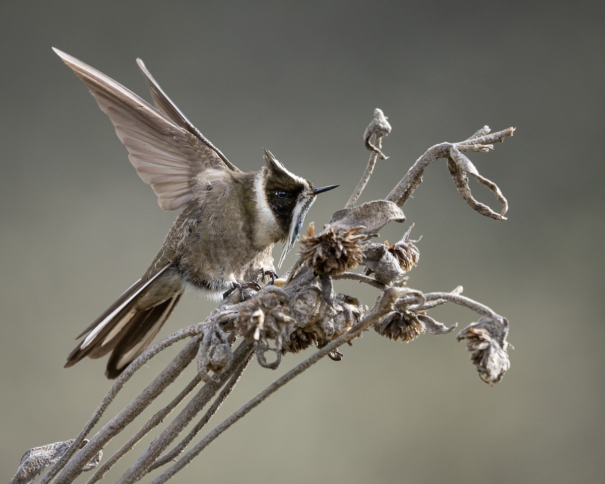 grønnskjegghjelmkolibri - ML620774920