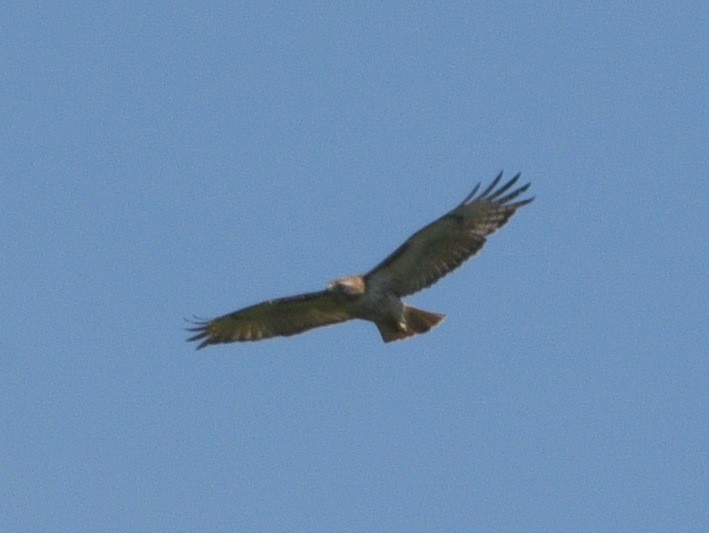 Red-tailed Hawk - ML620774929