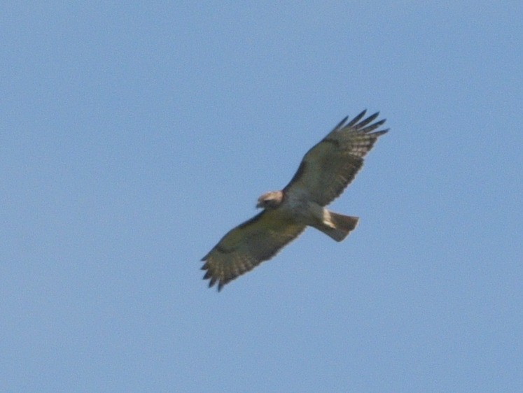 Red-tailed Hawk - ML620774930