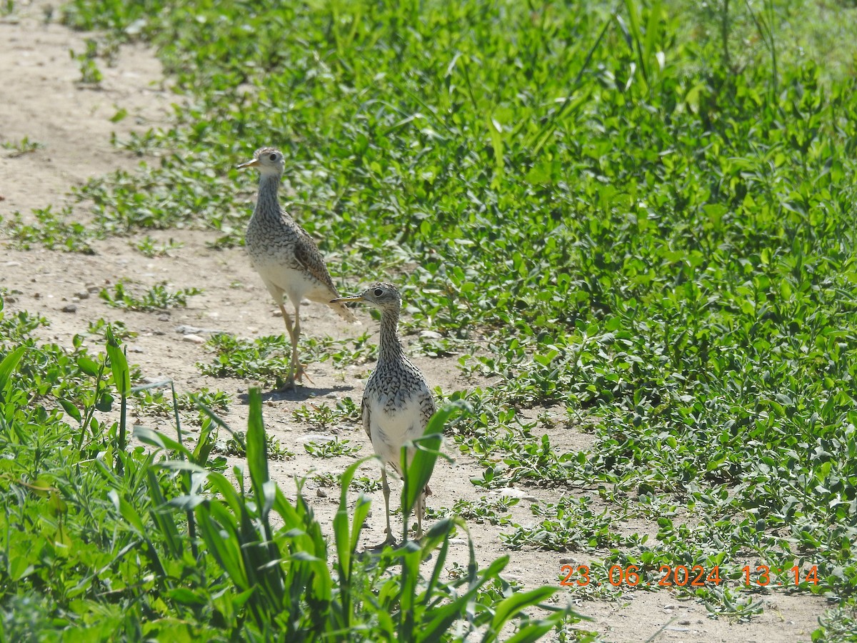 Upland Sandpiper - ML620774933