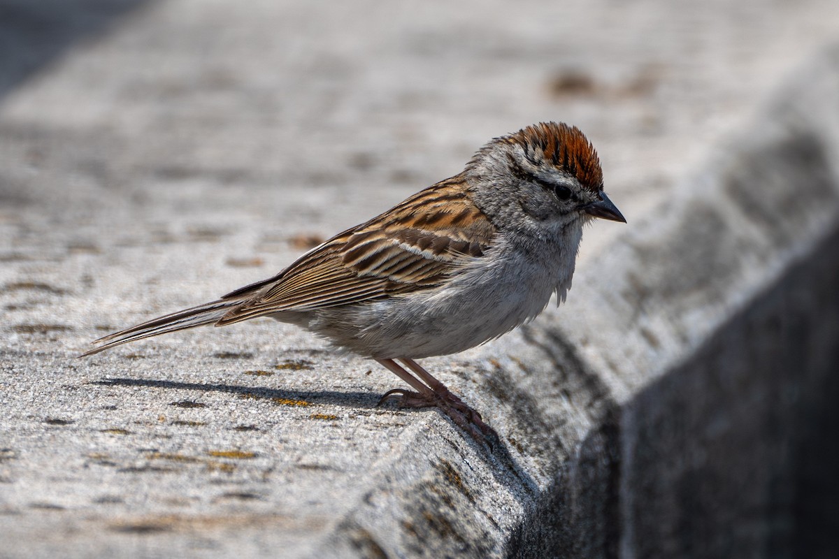 Chipping Sparrow - ML620774934