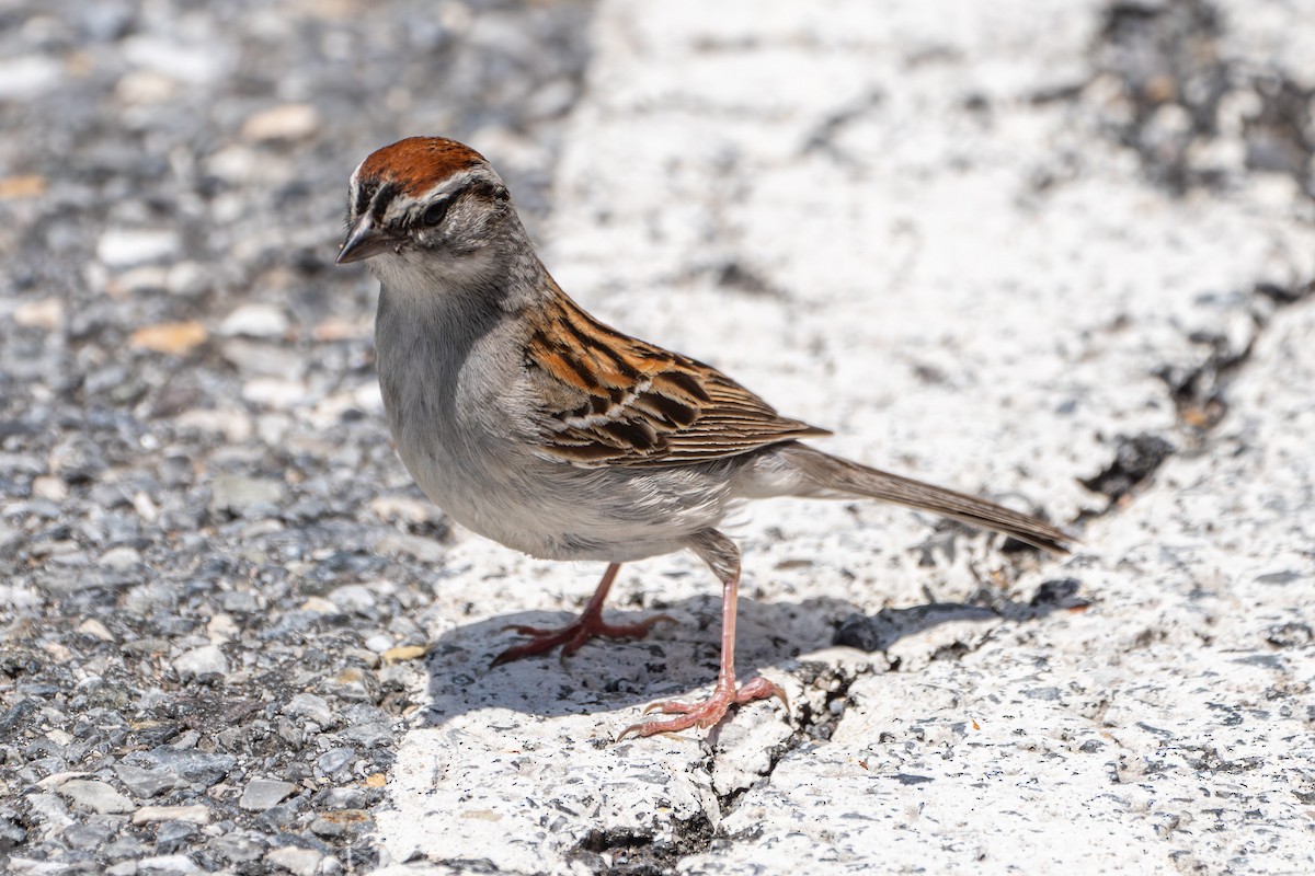 Chipping Sparrow - ML620774935
