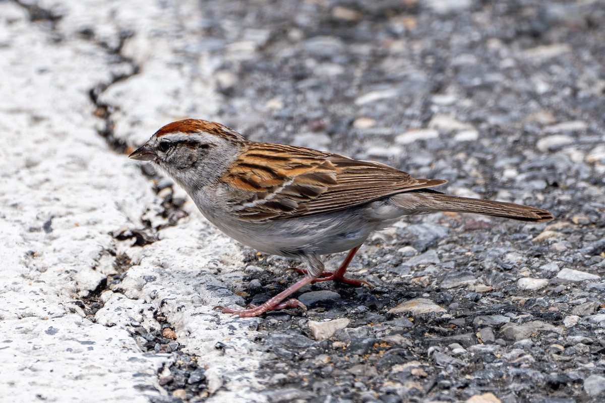 Chipping Sparrow - ML620774936