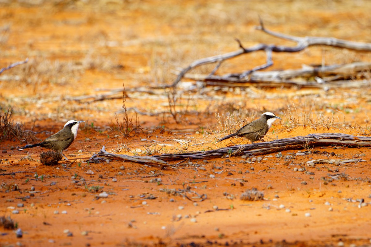 Hall's Babbler - ML620774938