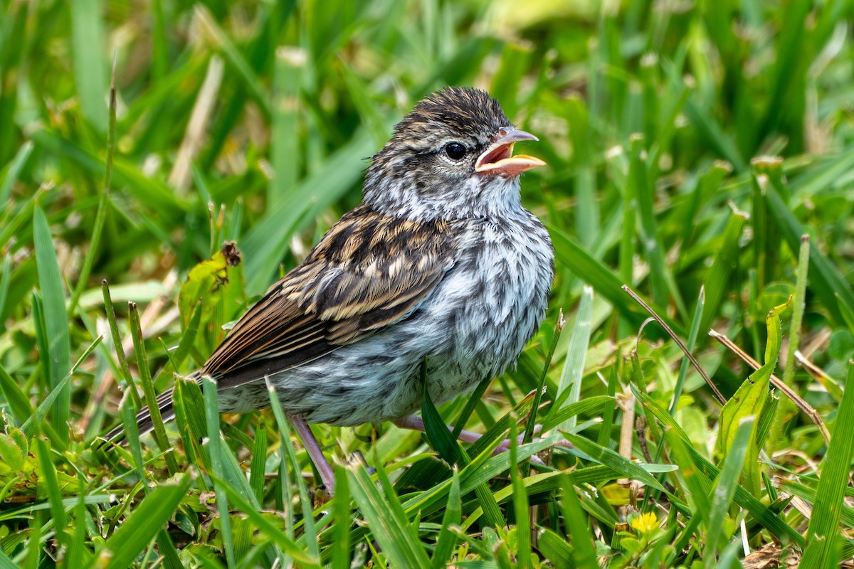 Chipping Sparrow - ML620774939