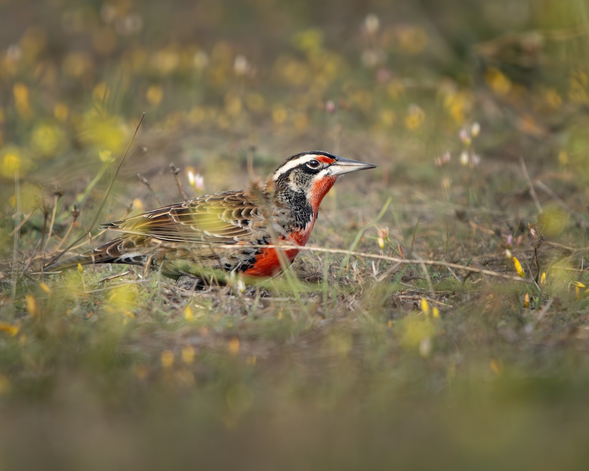 Long-tailed Meadowlark - ML620774942