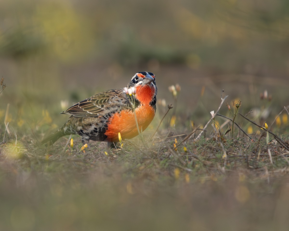 Long-tailed Meadowlark - ML620774943