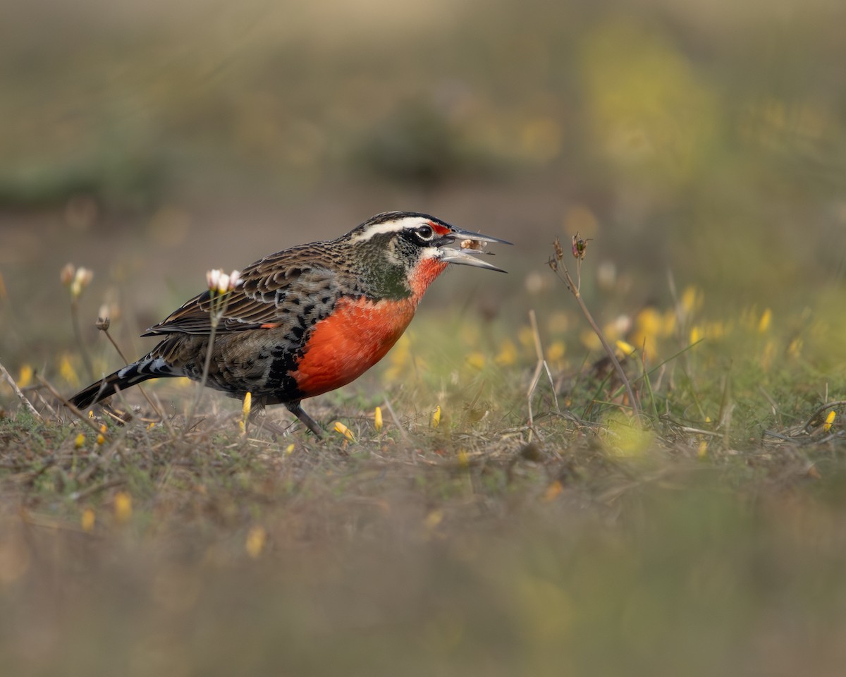 Long-tailed Meadowlark - ML620774944