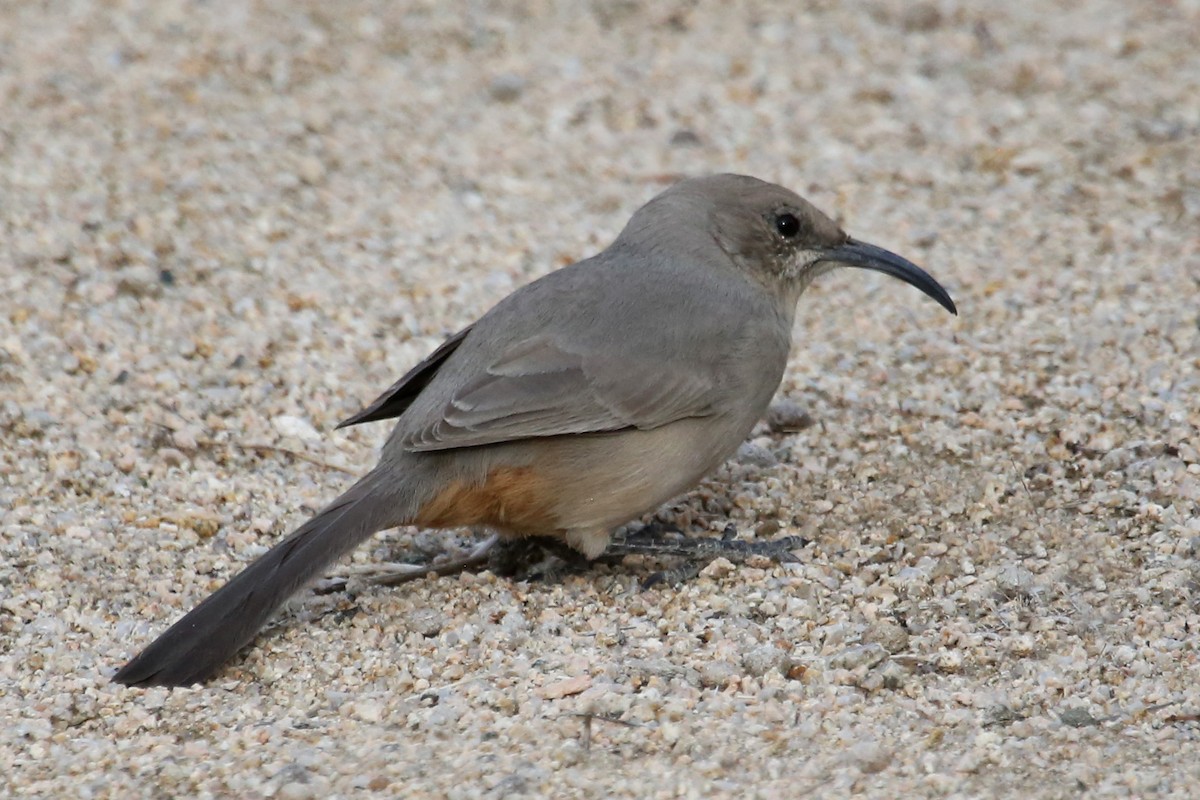 LeConte's Thrasher - ML620774950