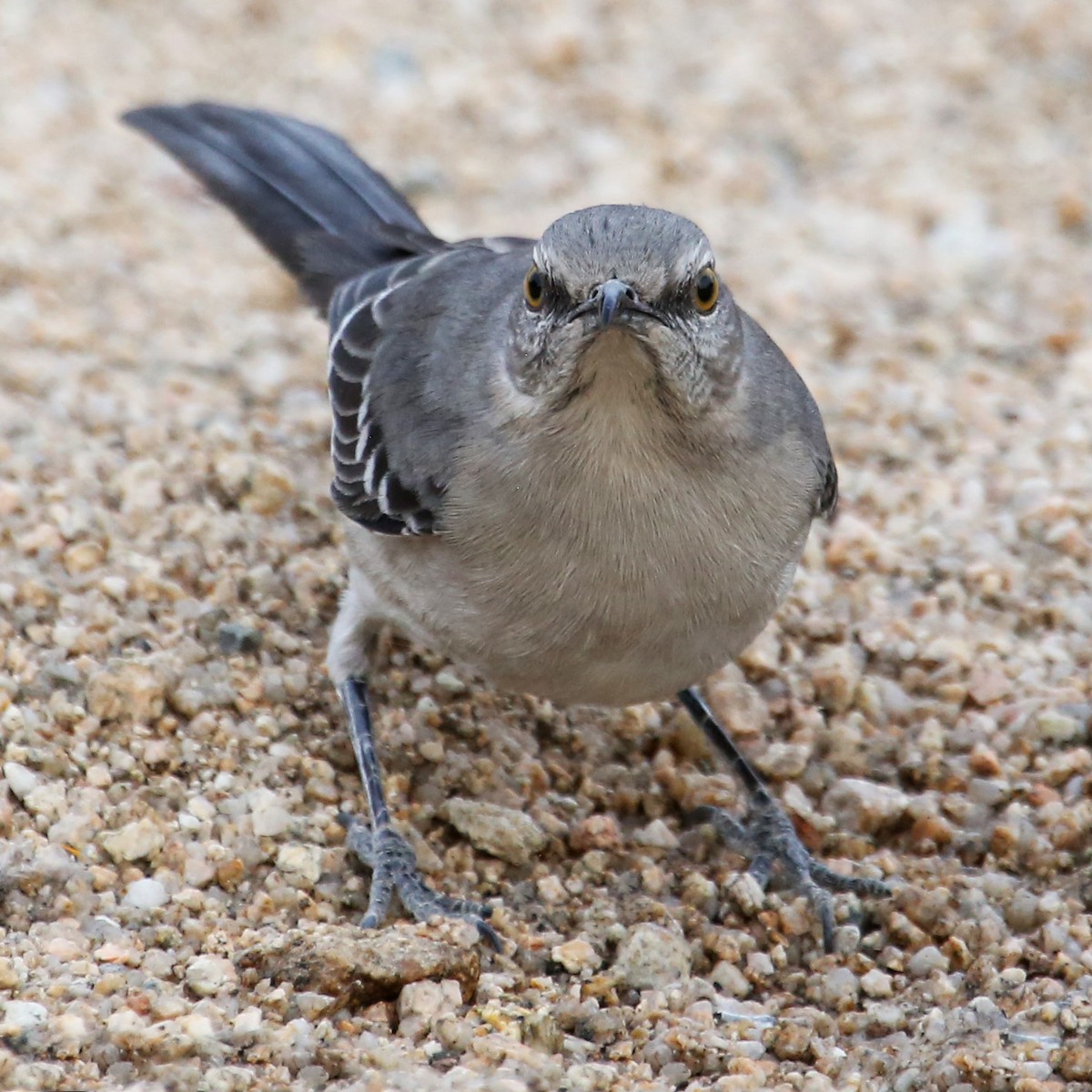 Northern Mockingbird - ML620774959