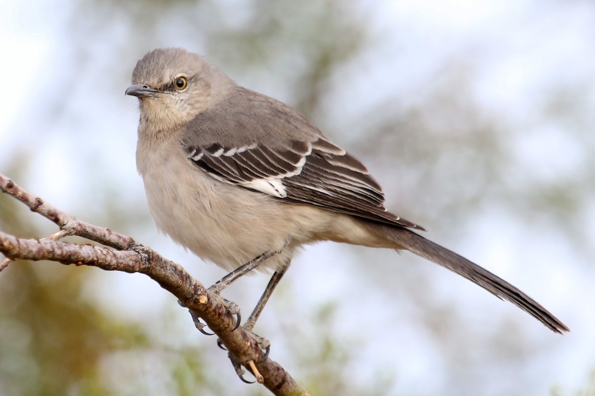 Northern Mockingbird - ML620774960