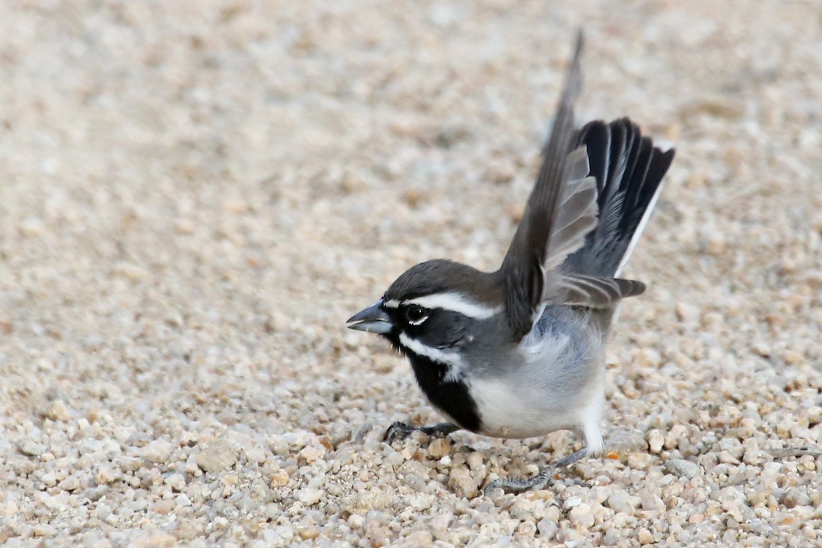 Black-throated Sparrow - ML620774962