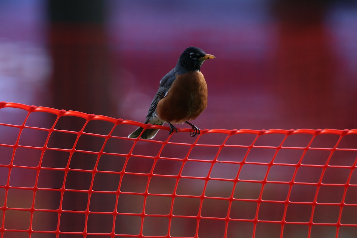 American Robin - ML620774963