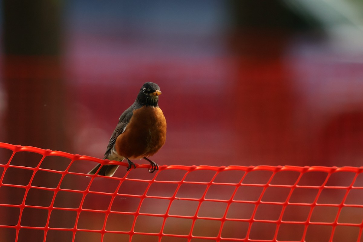 American Robin - Josiah Rajasingh