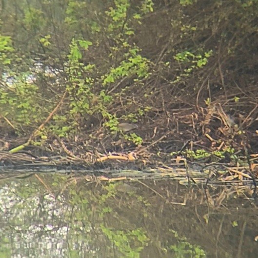 White-browed Crake - ML620774967