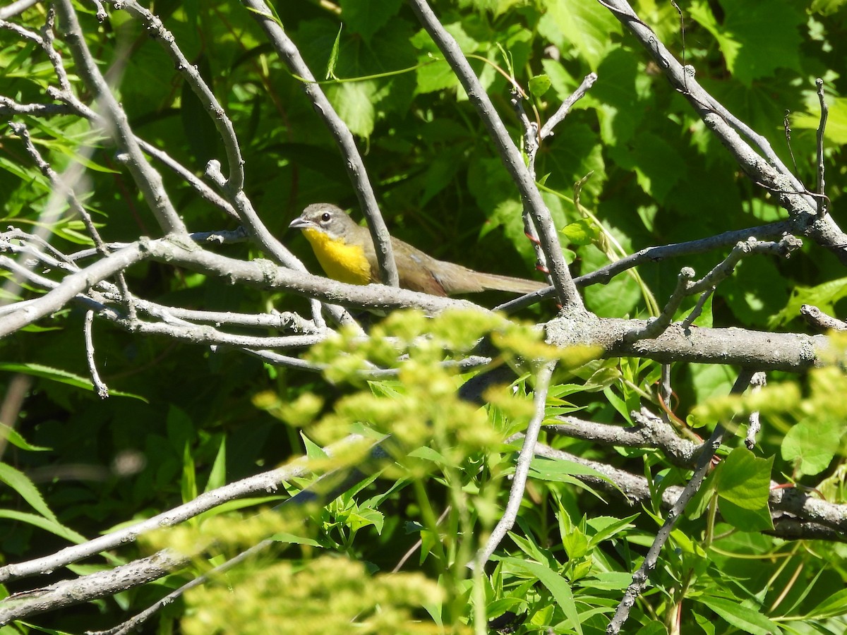 Yellow-breasted Chat - ML620774969
