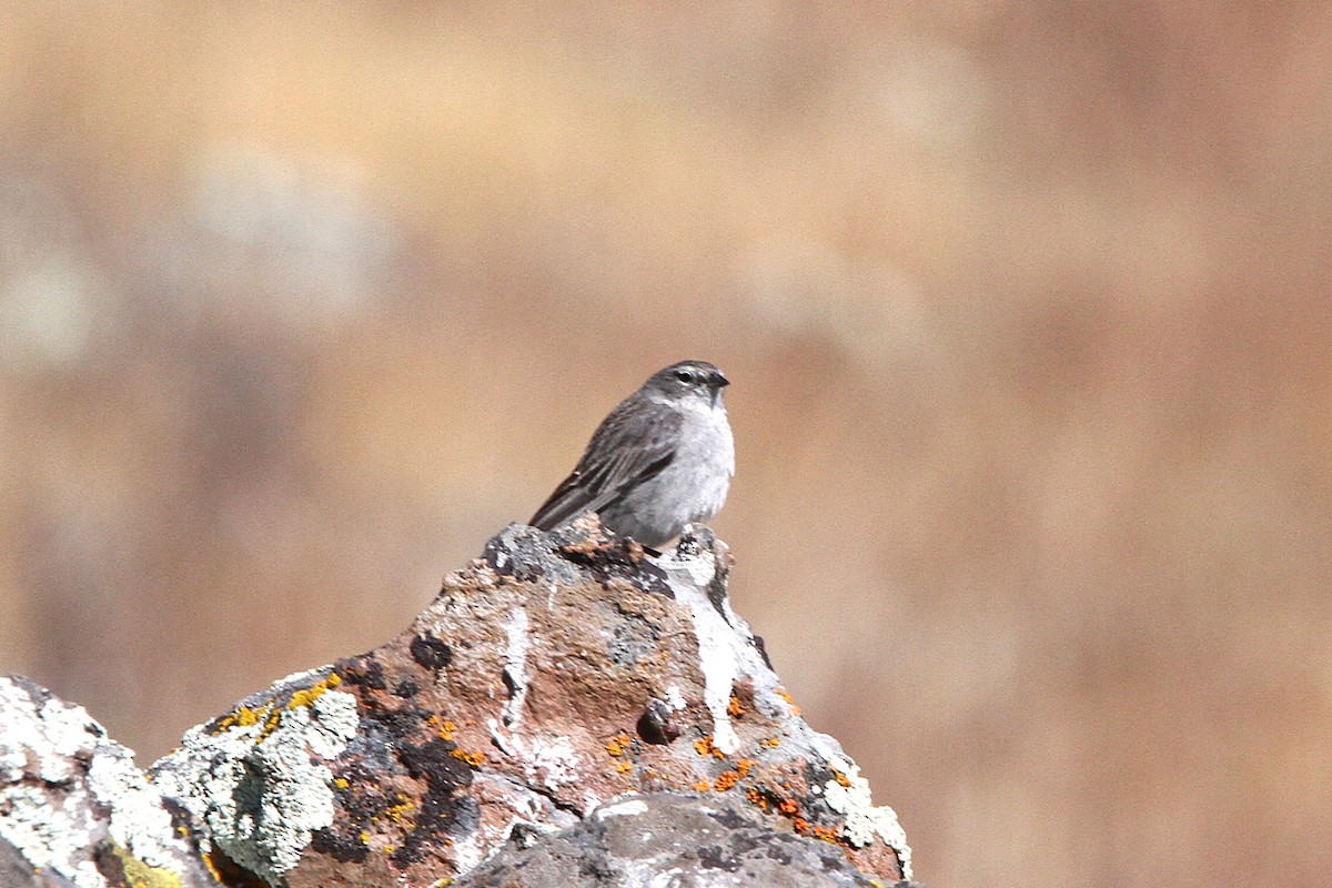 Ash-breasted Sierra Finch - ML620774974