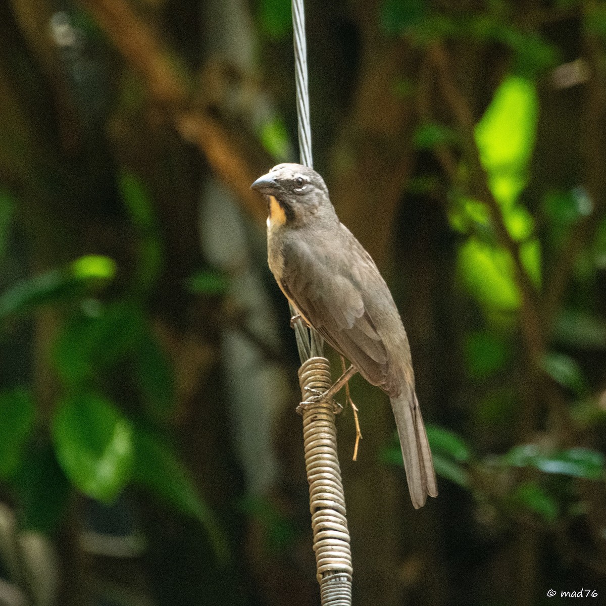 Buff-throated Saltator - ML620774978