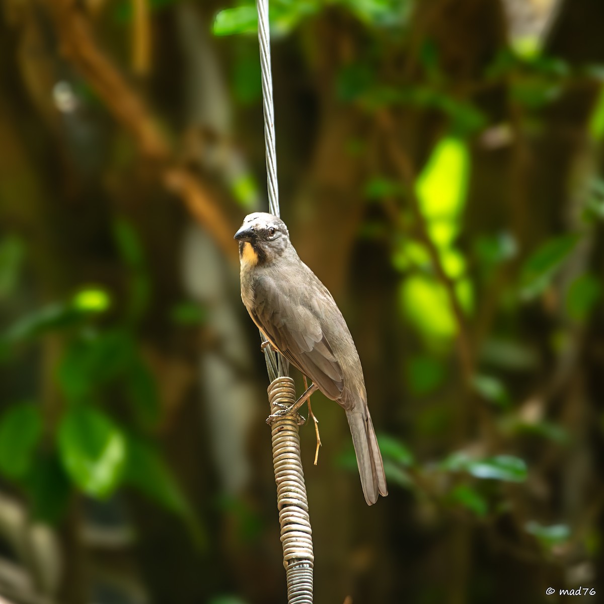 Buff-throated Saltator - ML620774979