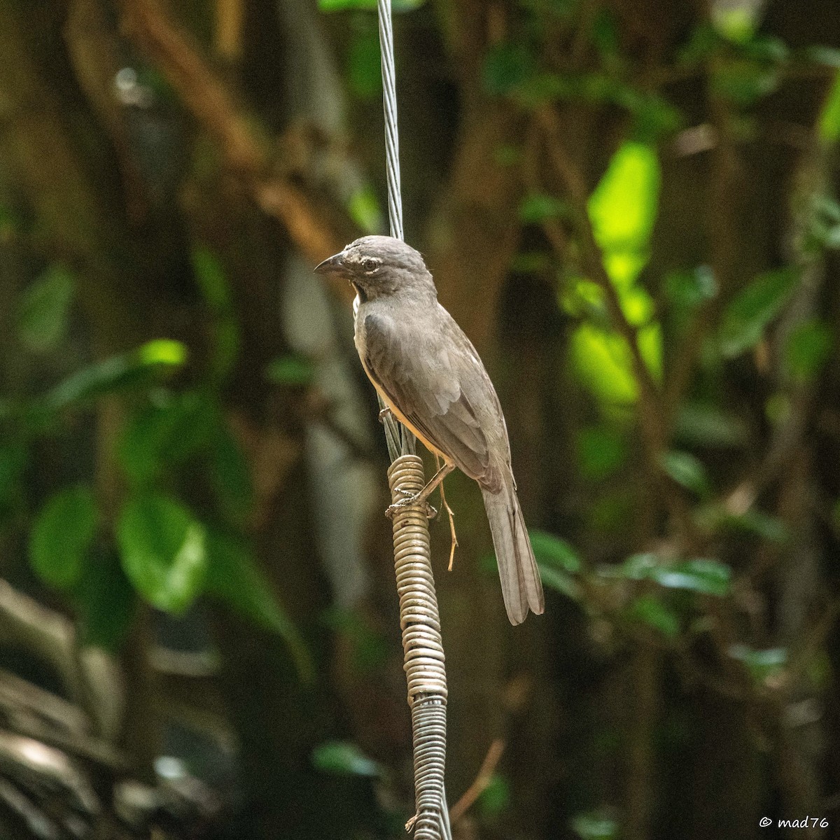 Buff-throated Saltator - ML620774980