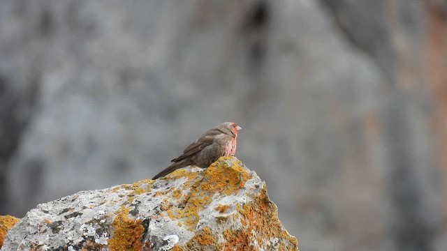 Red-fronted Rosefinch - ML620774982