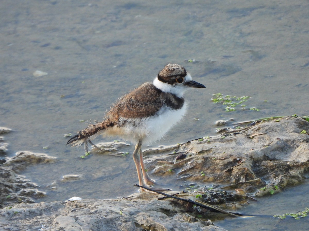 Killdeer - ML620774985