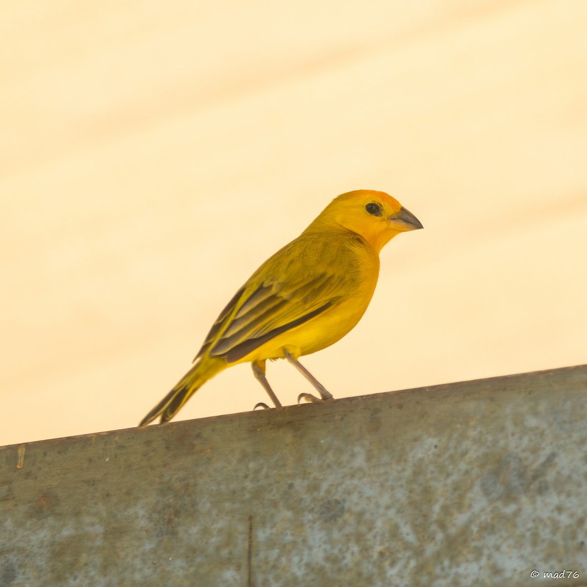 Saffron Finch - MARIO DELGADO