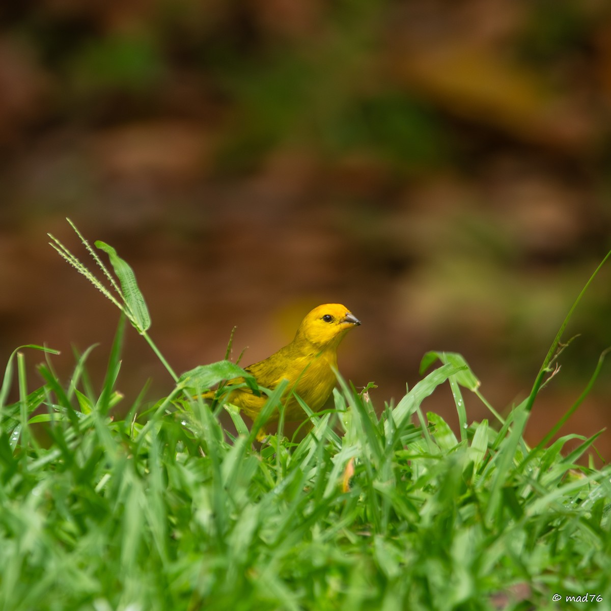 Saffron Finch - ML620774987