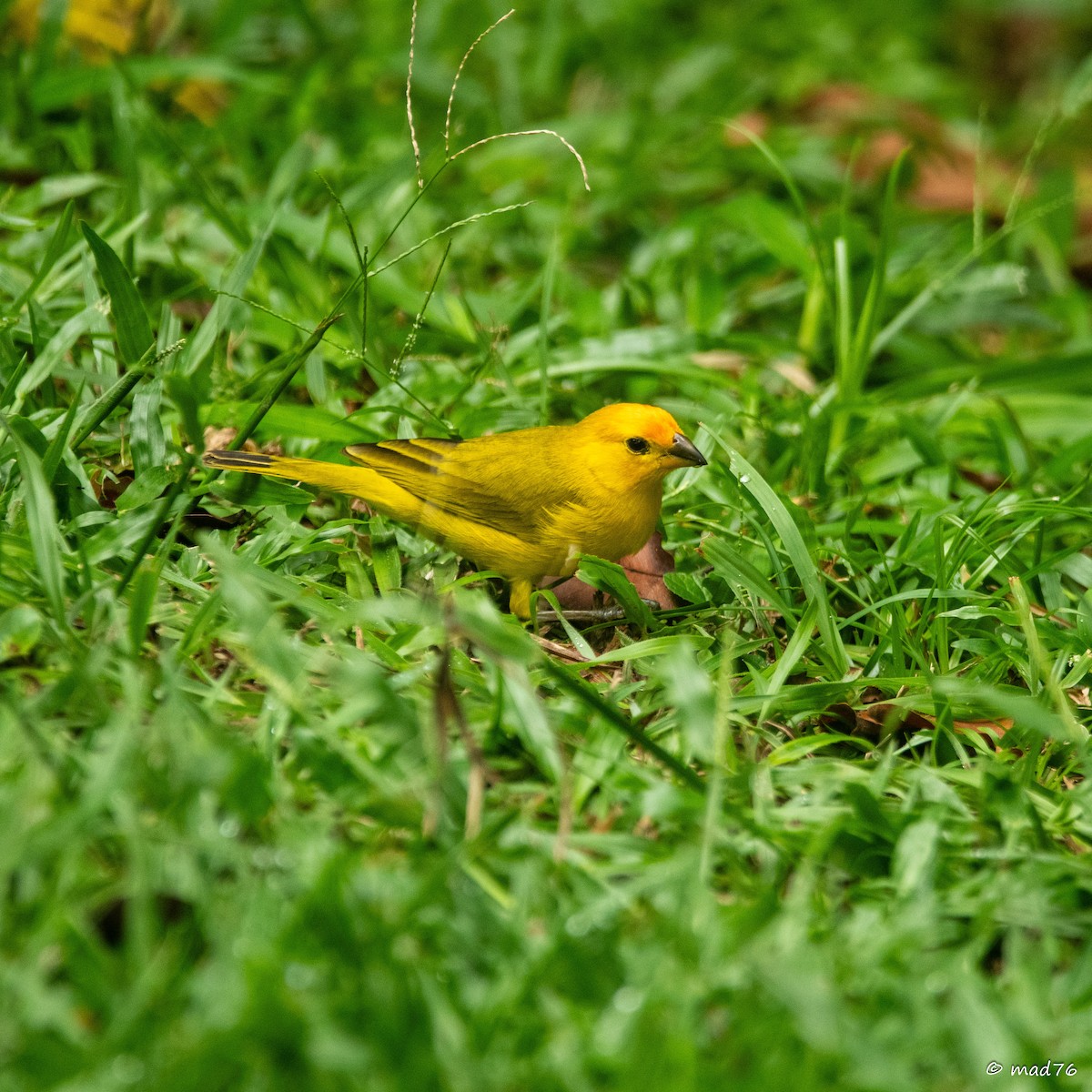 Saffron Finch - ML620774988