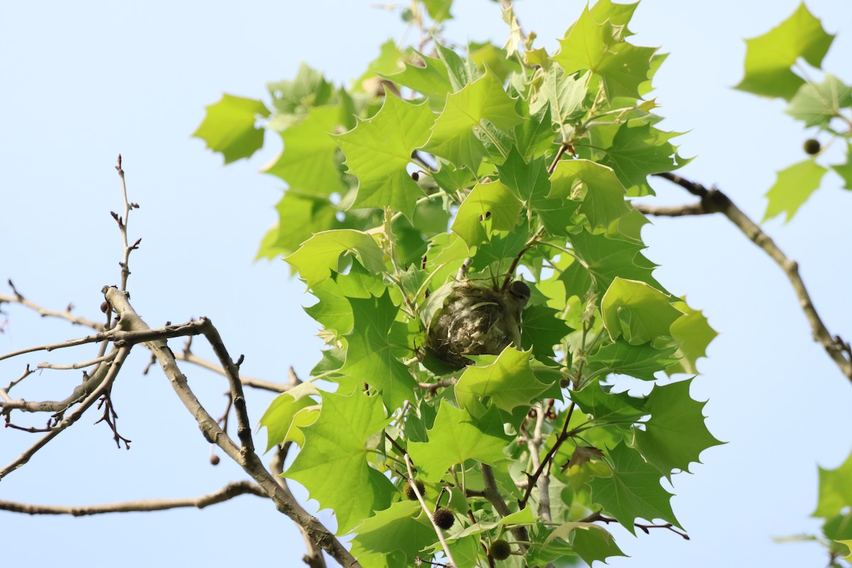 Warbling Vireo - ML620774989