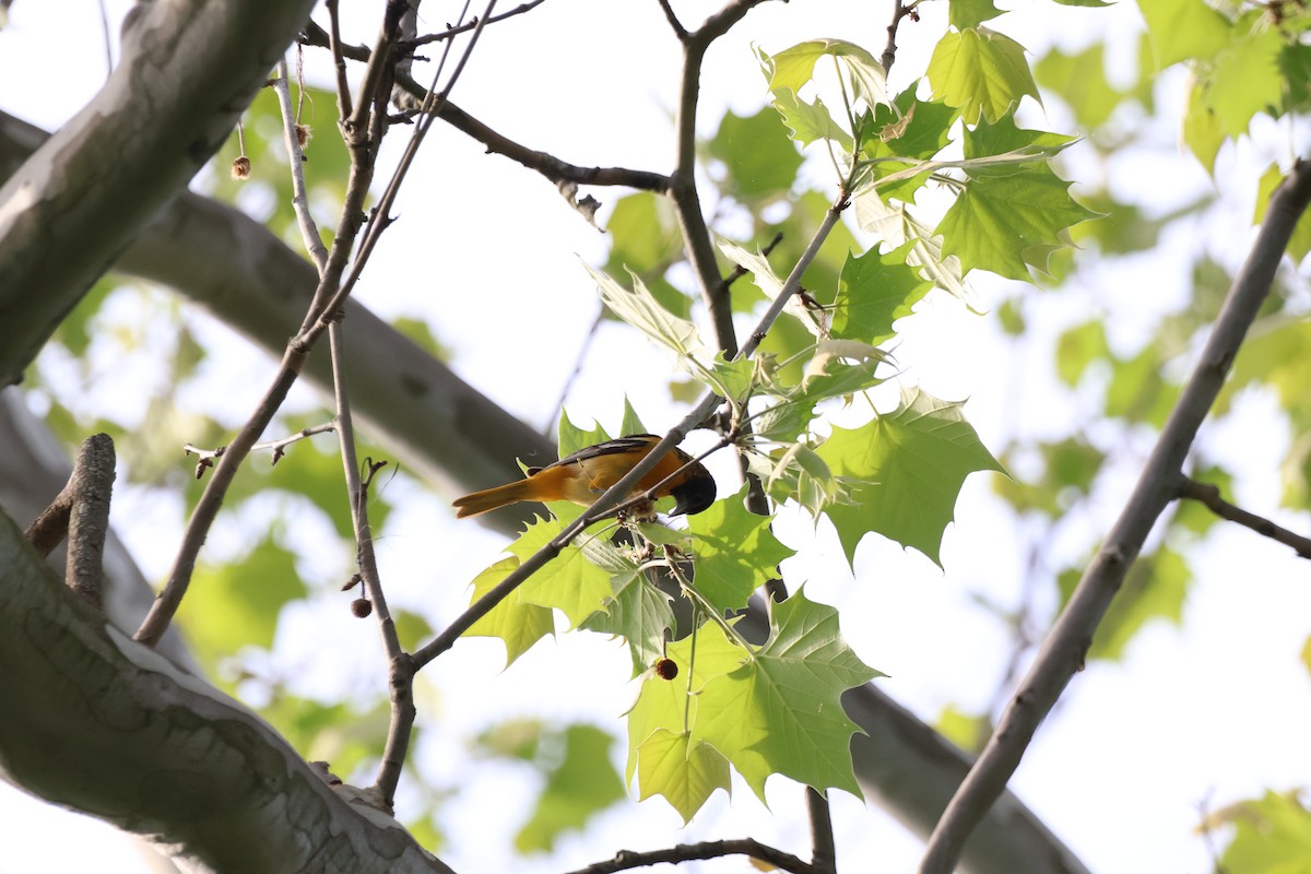 Baltimore Oriole - ML620774990