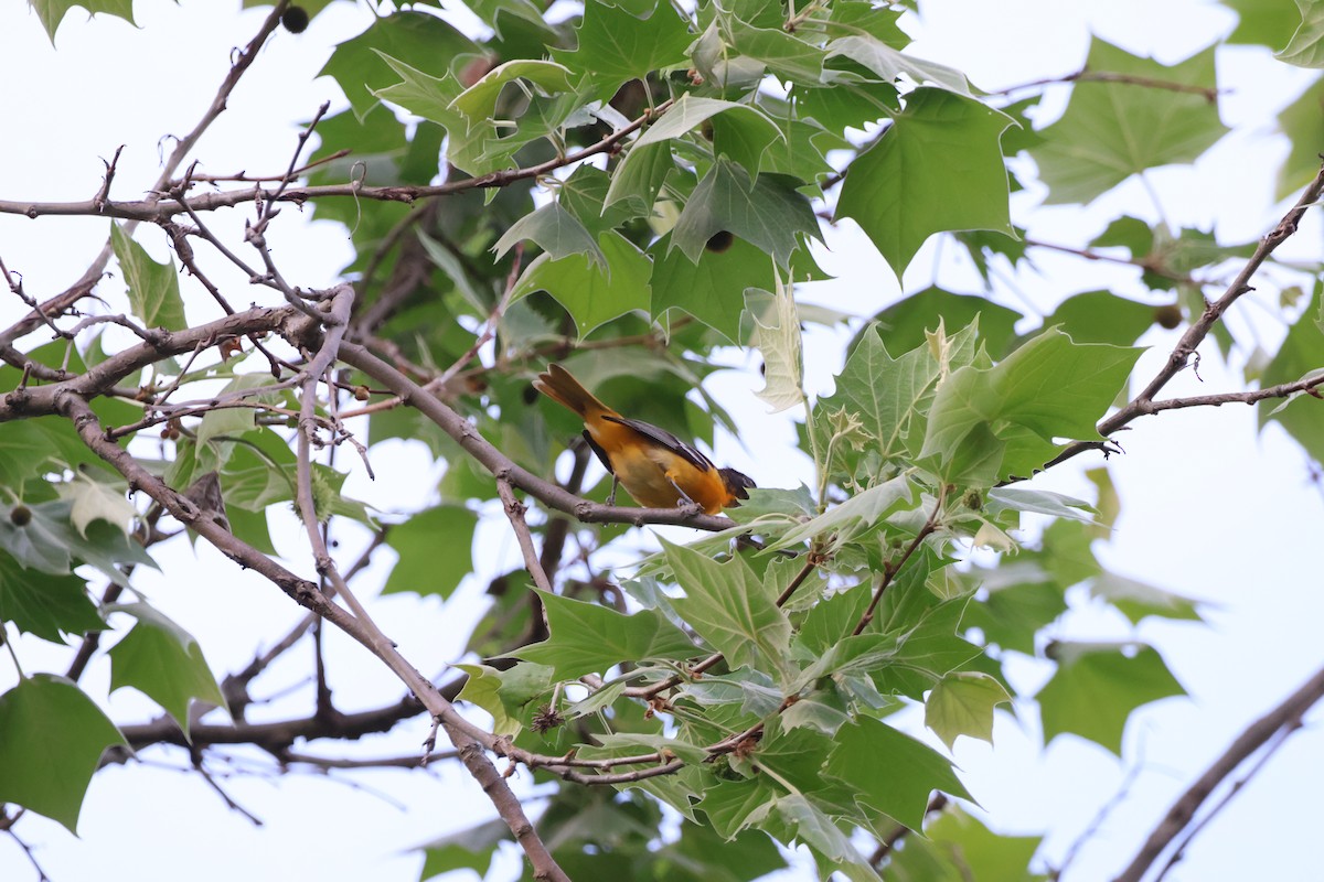 Baltimore Oriole - ML620774998